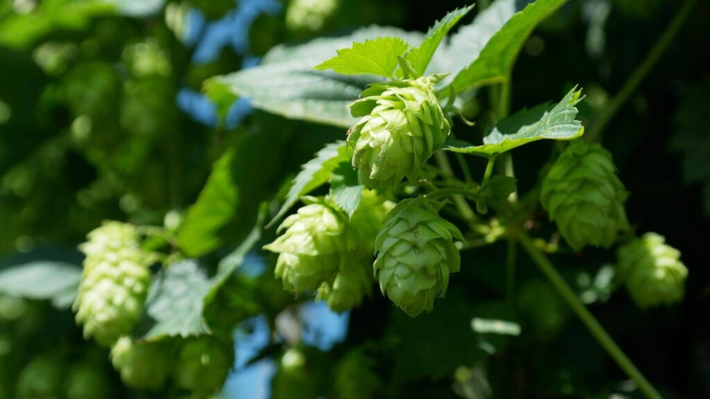 Bavarian Beer Group - hop vines gbada41016 1920 1